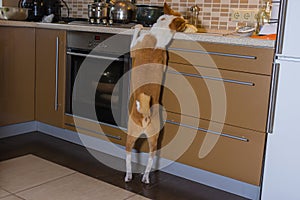 Basenji dog tyring to steal pizza dough on a kitchen bar while being home alone