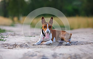 Basenji dog walking in the park