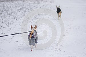 Basenji dog wearing coat and being on a lead walking on a snow covered road
