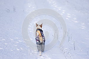 Basenji dog wearing coat walking lonely on a snow covered road