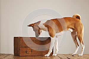 Basenji dog with a wooden wine crate