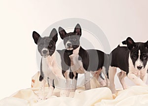 Basenji dogs puppie on the grey background