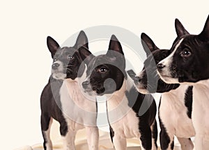 Basenji dogs puppie on the grey background