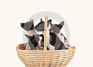 Basenji dogs puppies in the basket isolated over white background