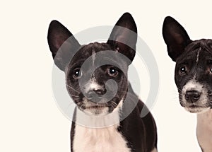 Basenji dogs puppies isolated over the white background