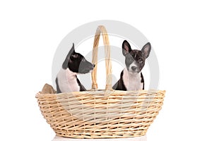 Basenji dogs puppy in the basket isolated over white background