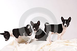 Basenji dogs puppy on grey background