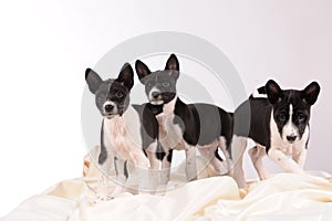 Basenji dogs puppy on grey background