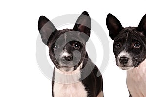 Basenji dogs puppy isolated over white background