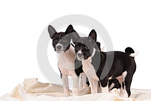 Basenji dogs puppy on a white background