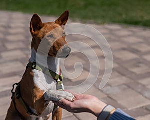 Basenji gives a paw to the mistress on a walk. African non-barking dog.