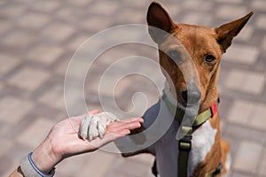 Basenji gives a paw to the mistress on a walk. African non-barking dog.