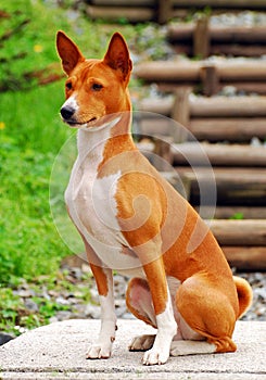 Basenji hunting dog