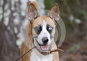 Basenji Husky mixed breed dog with one blue eye