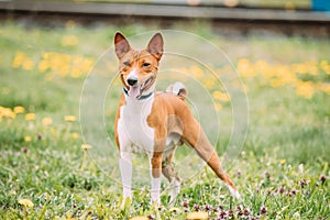 Basenji Kongo Terrier Dog. The Basenji Is A Breed Of Hunting Dog