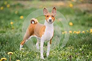 Basenji Kongo Terrier Dog. The Basenji Is A Breed Of Hunting Dog