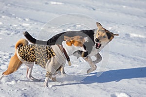 Basenji male dog attacking mixed-breed female dog