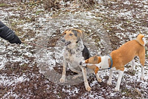 Basenji male dog bites mixed breed female dog on ther paw while playing outdoors