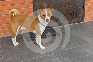 Basenji male dog standing on a  threshold