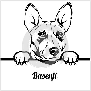 Basenji - Peeking Dogs - - breed face head isolated on white