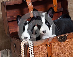 Basenji puppies dogs is sitting in a chest with beads