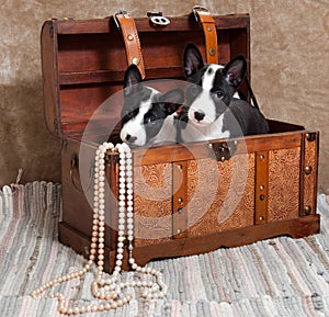 Basenji puppies dogs is sitting in a chest with beads