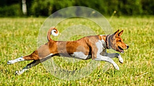 Basenji puppy running in the field on lure coursing competition