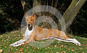 Basenji reclining