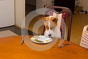 Basenji is regretting for tasty beefsteak stolen from master`s plate