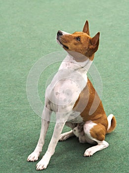 Basenji sitting photo