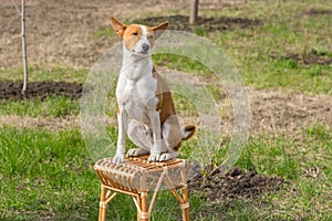 Basenji sunbathes sitting on a wicker stool in spring garden