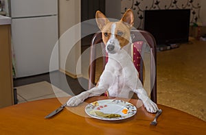 Basenji is waiting for master-waiter would offer next course for the lunch