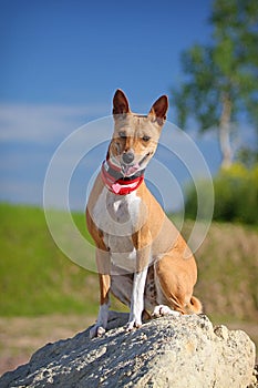 Basenjis dog