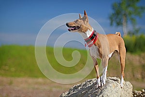 Basenjis dog