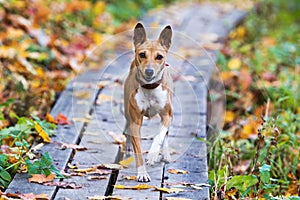 Basenjis dog