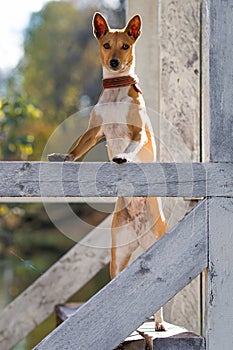 Basenjis dog