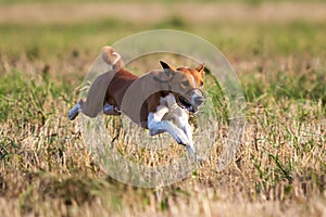 Basenjis dog coursing