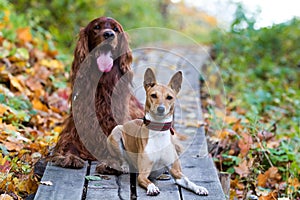 Basenjis and irish setter