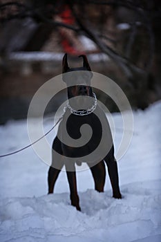 Basha the super doberman