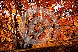 Bashang grassland in the autumn