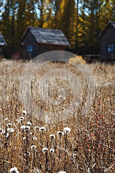 Bashang grassland in Inter-Mongolia of China