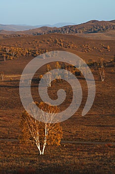 Bashang grassland in Inter-Mongolia of China