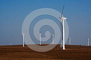 Bashang grassland in Inter-Mongolia of China