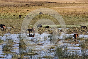 Bashang grassland in May ,China