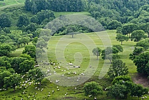 Bashang grassland scenery