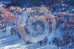 Bashang grassland in winter