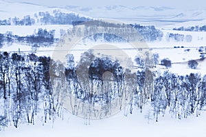 Bashang grassland in winter