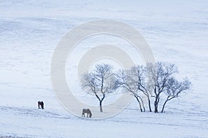 Bashang grassland in winter