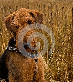 Bashful Airedale terrier dog sits in wheat field