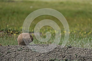 Bashful black-tailed Prairie Dog curled up in a ball from Grasslands National Park